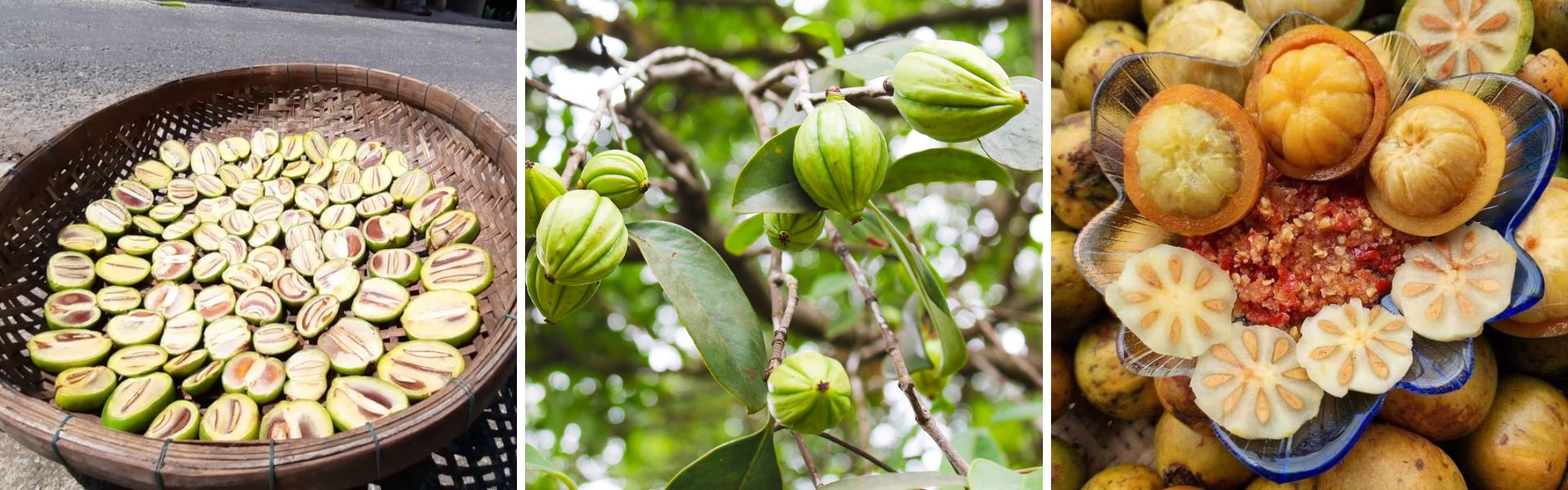 Garcinia camboja: A fruta sagrada da cozinha e cultura cambojanas