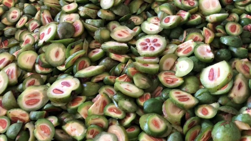 Do campo à cozinha: O ciclo da Garcinia