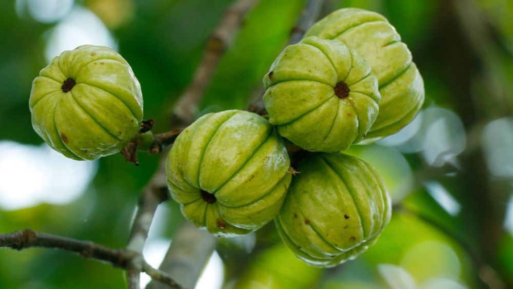 Origens e identidade cultural da Garcinia Camboja